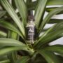 African Jasmine Clarifying Serum