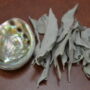 Loose White Sage With Mini Abalone Shell Set