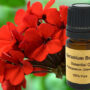 Geranium Bourbon Essential 15ml