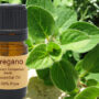 Oregano Essential Oil Organic 15ml