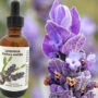 Lavender Floral Water (Hydroflorate or Hydrosol)