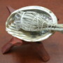 Mini White Sage With Abalone Shell And Wood Stand Smudging Burning Kit