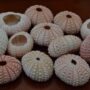 100 Pcs Pink Sea Uchins