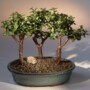 Baby Jade - 3 Bonsai Tree Group(portulacaria afra)