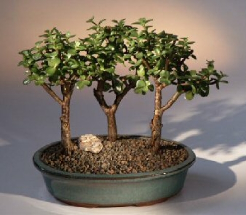 Baby Jade – 3 Bonsai Tree Group(portulacaria afra)